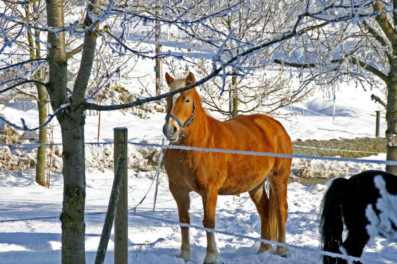 Ferienwohnung Hofleben Reiner Neukirchen vorm Wald Esterno foto